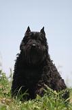 BOUVIER DES FLANDRES 461